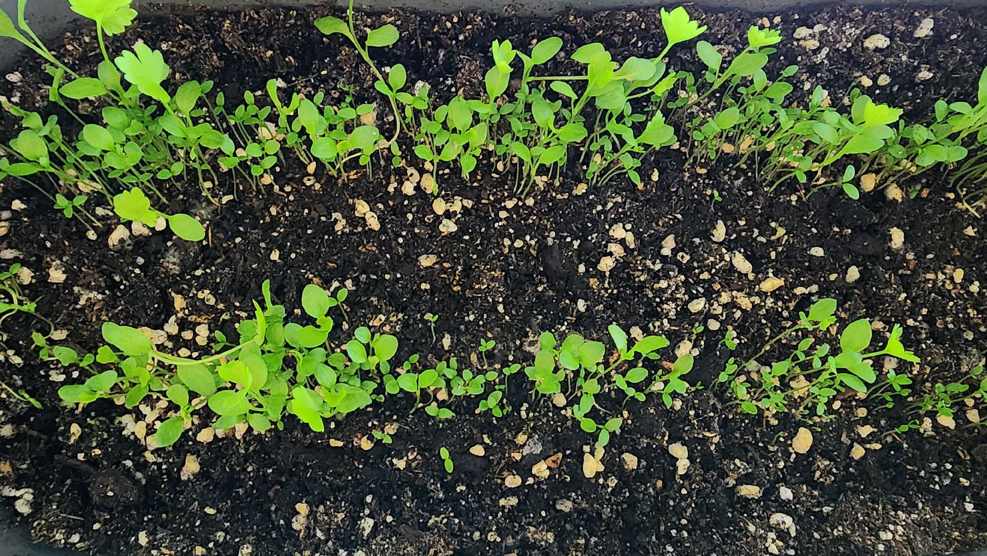 рассада, огородничество, выращивание рассады, Старая Купавна, Богородский городской округ,