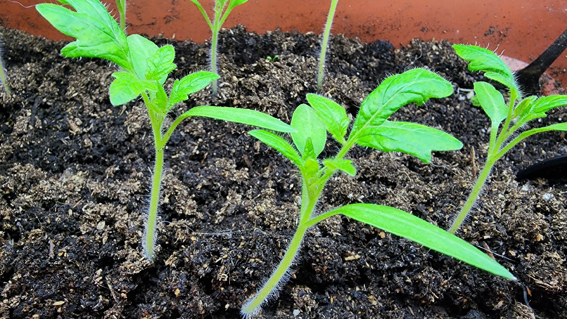 рассада, огородничество, выращивание рассады, Старая Купавна, Богородский городской округ,