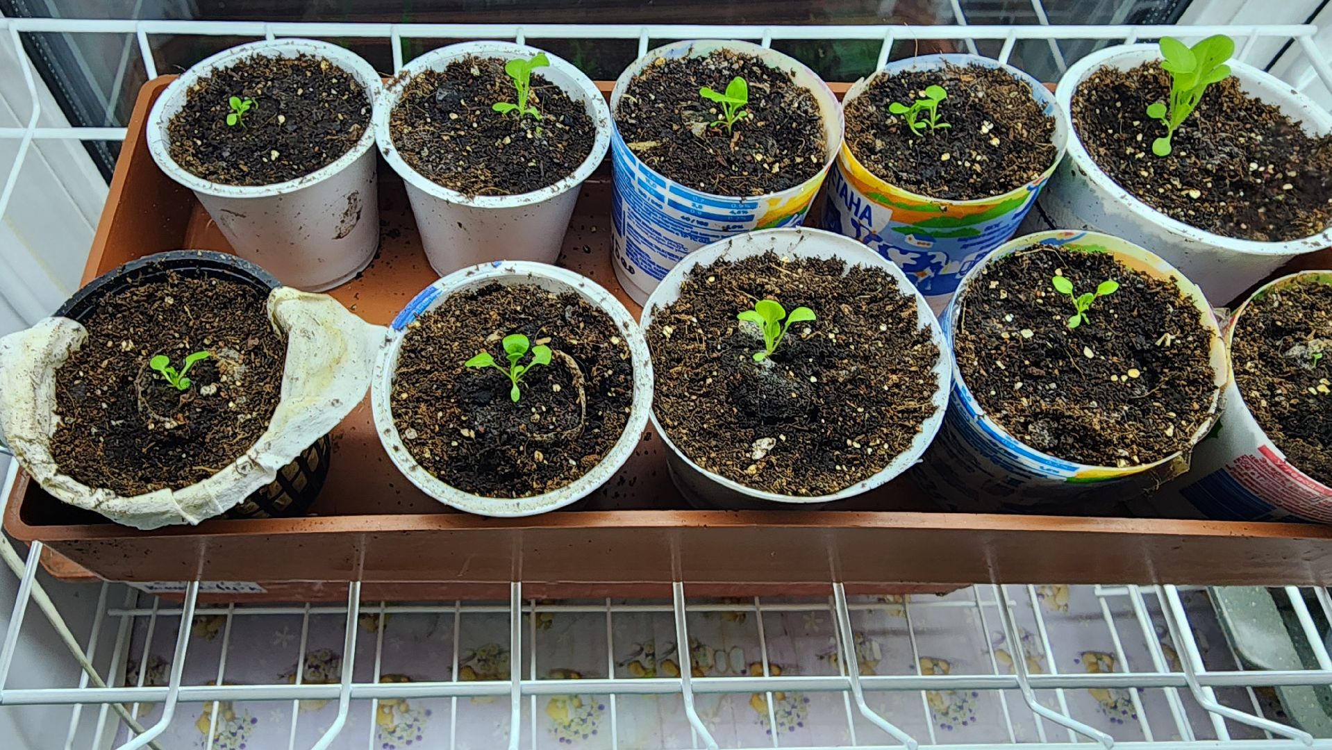 рассада, огородничество, выращивание рассады, Старая Купавна, Богородский городской округ,