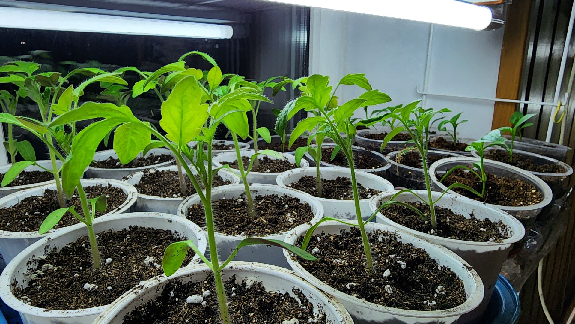 рассада, огородничество, выращивание рассады, Старая Купавна, Богородский городской округ,