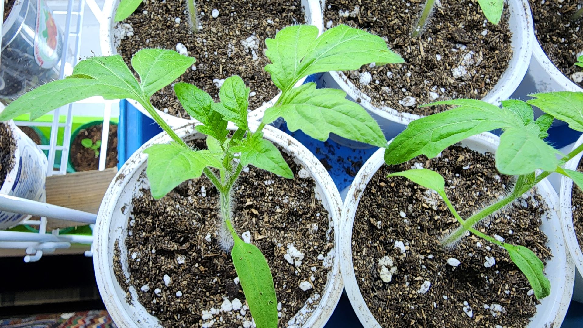 рассада, огородничество, выращивание рассады, Старая Купавна, Богородский городской округ,