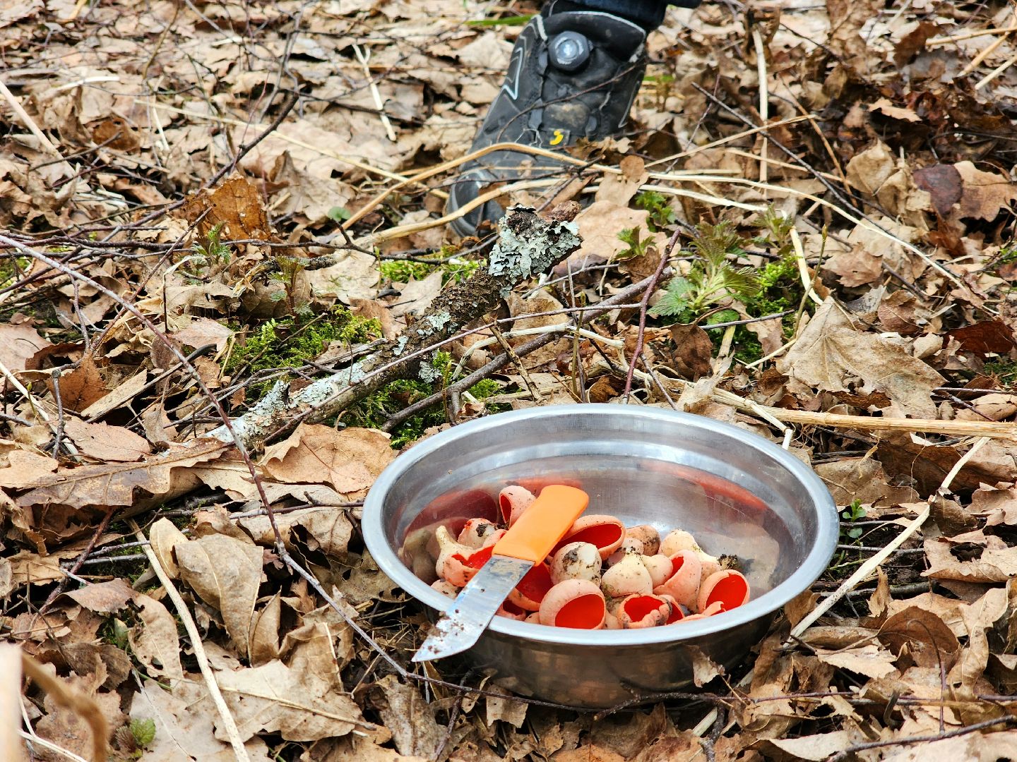 Большое Грызлово, серпухов, грибы,