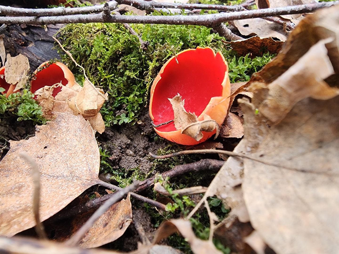 Большое Грызлово, серпухов, грибы,