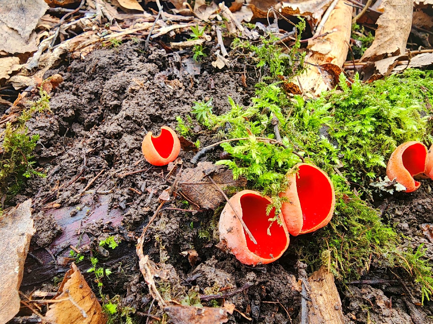 Большое Грызлово, серпухов, грибы,