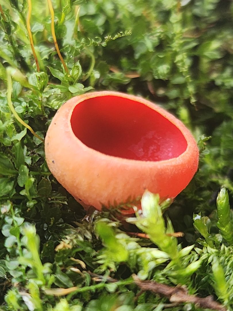 Большое Грызлово, серпухов, грибы,