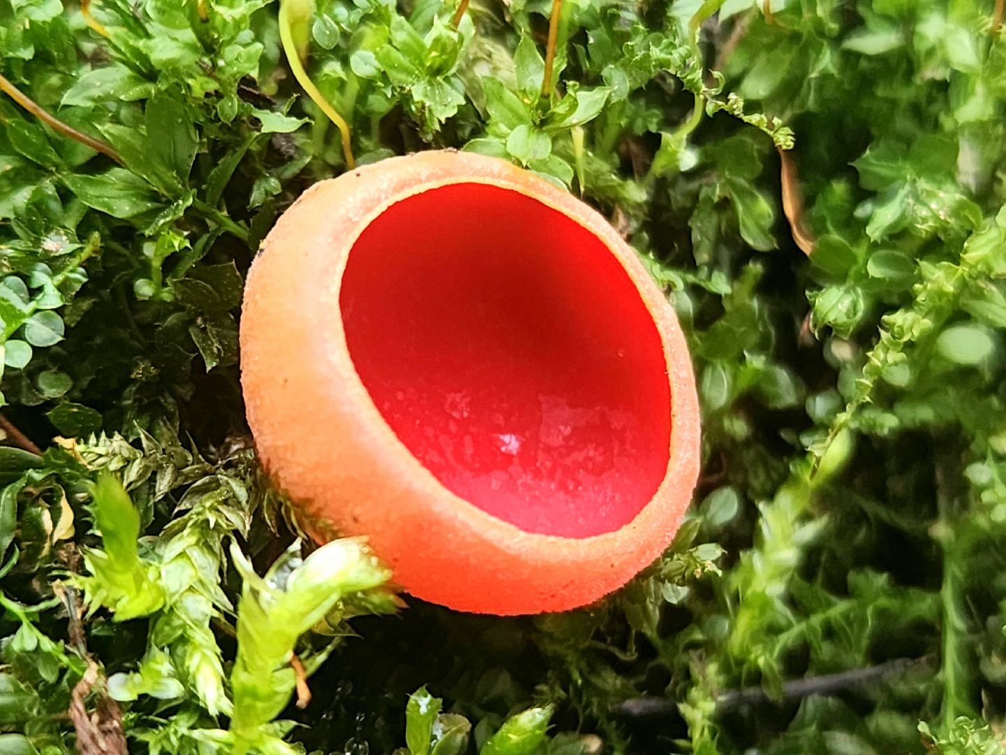 Большое Грызлово, серпухов, грибы,