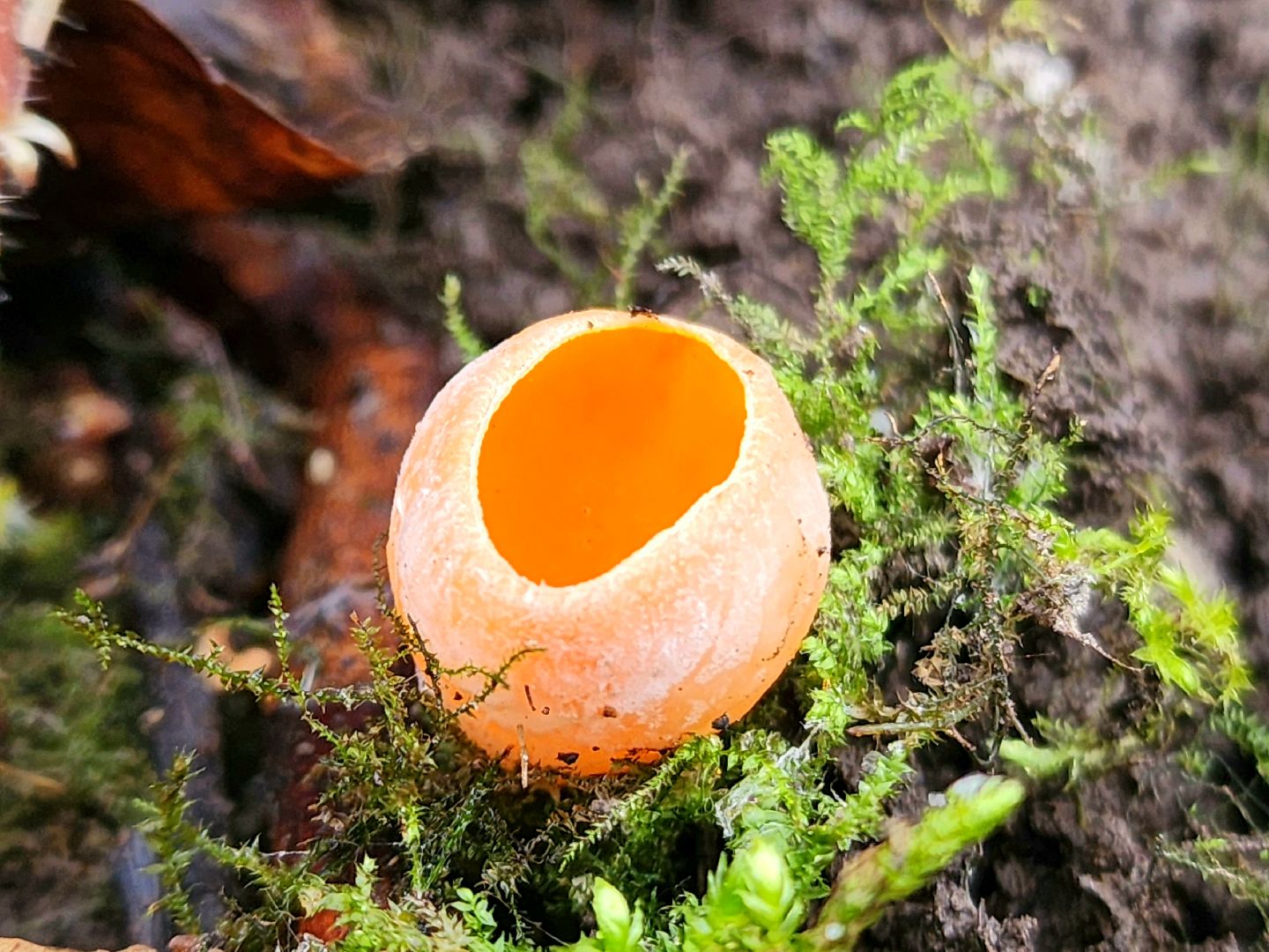 Большое Грызлово, серпухов, грибы,