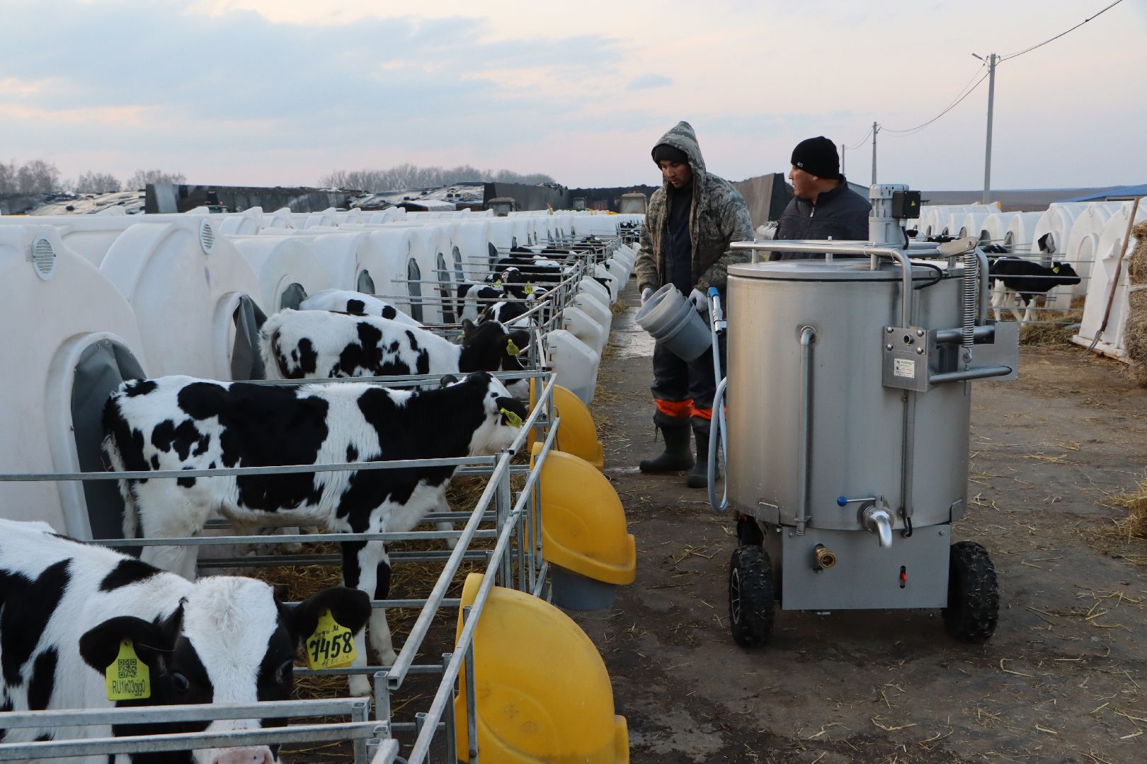 серебряные пруды, коровино, ооо сп нива, молочное такси, животноводство,