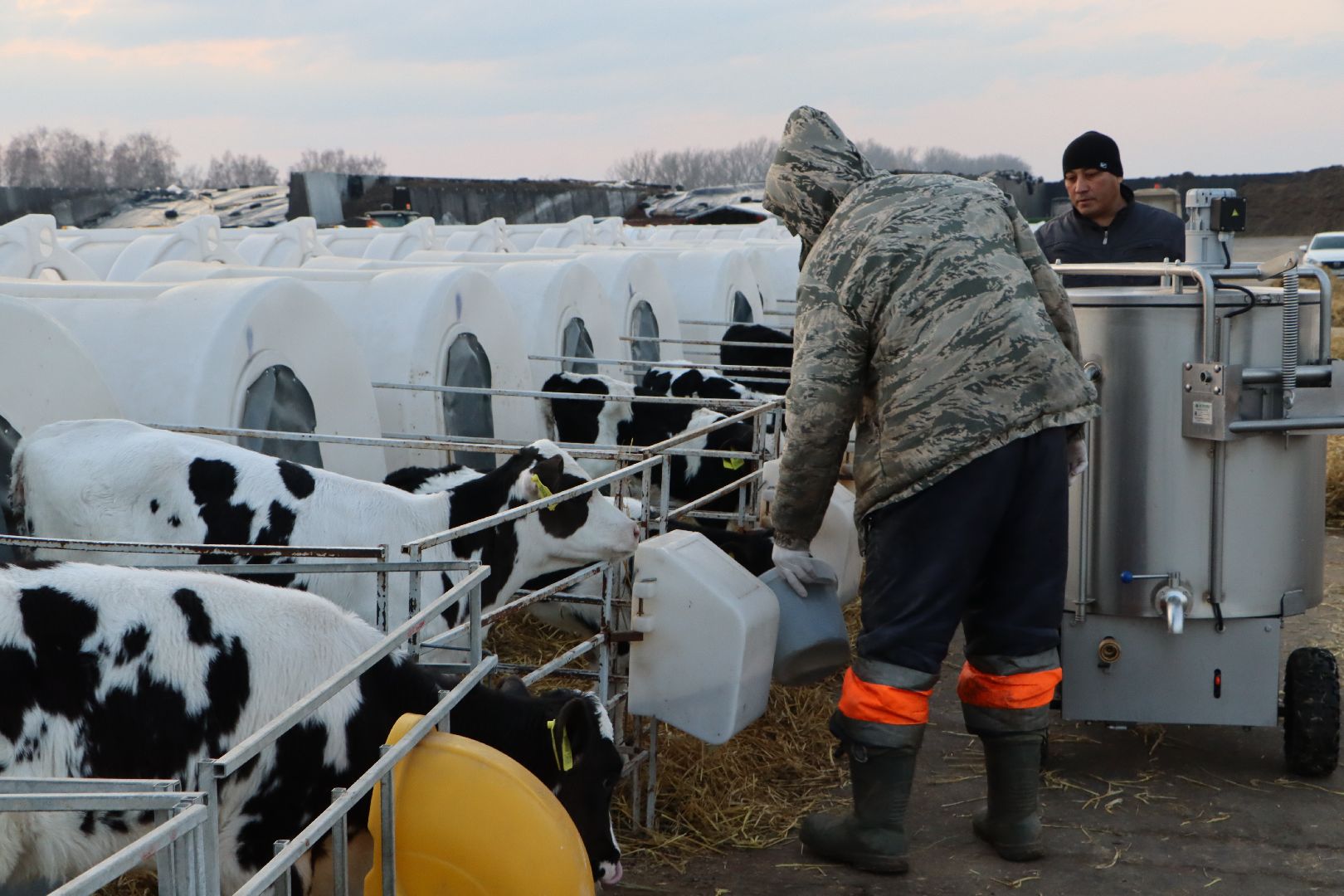 серебряные пруды, коровино, ооо сп нива, молочное такси, животноводство,