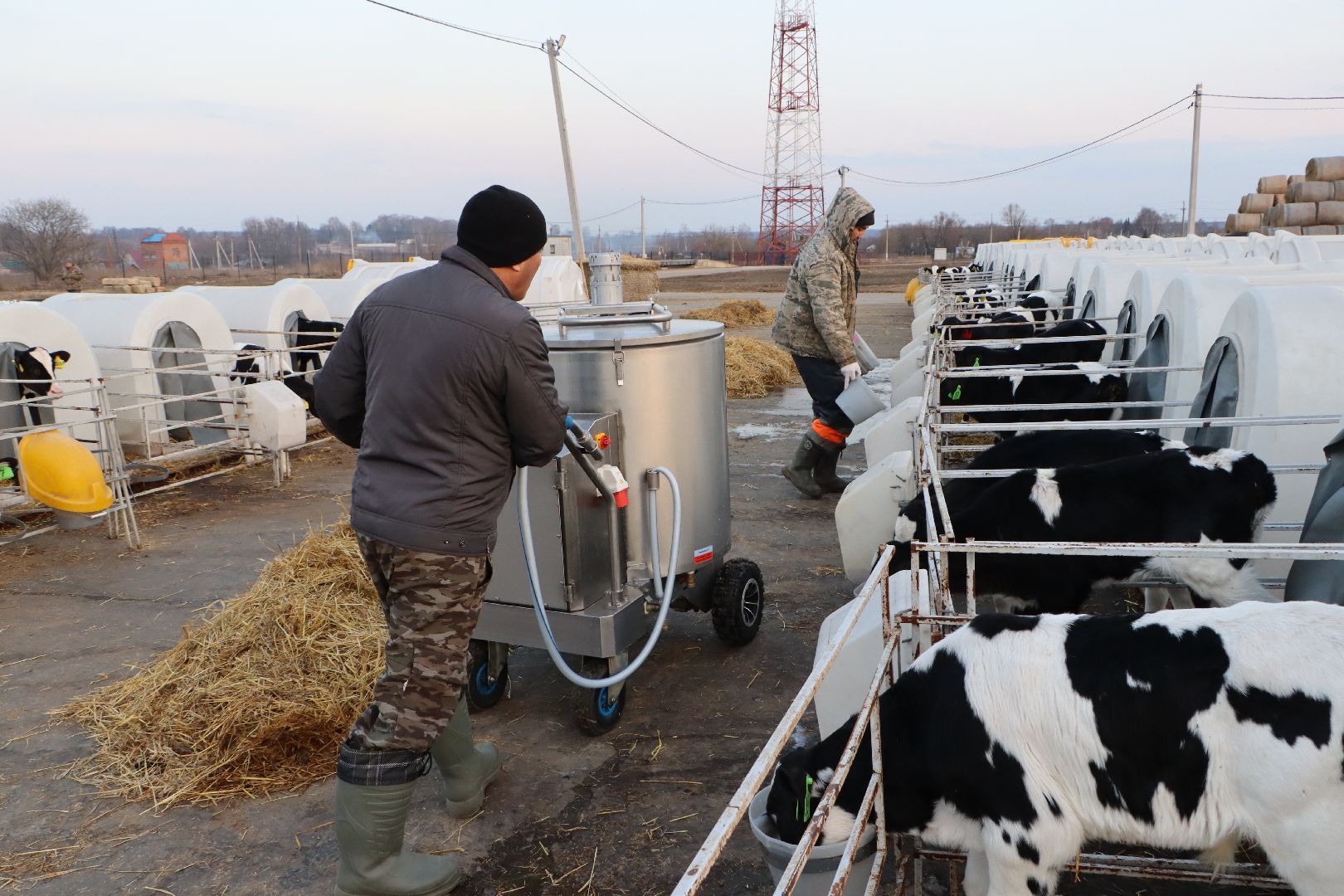 серебряные пруды, коровино, ооо сп нива, молочное такси, животноводство,
