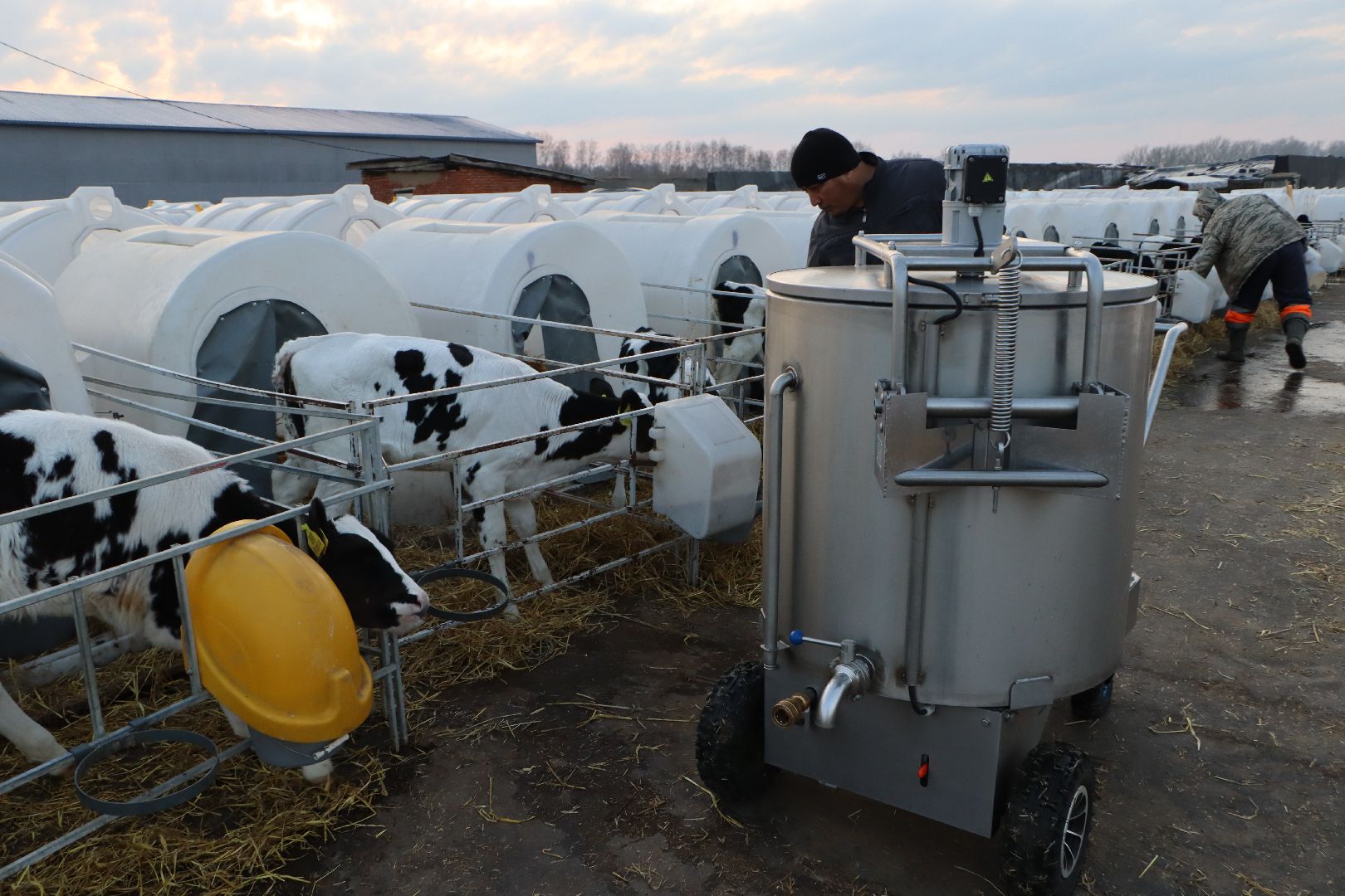 серебряные пруды, коровино, ооо сп нива, молочное такси, животноводство,