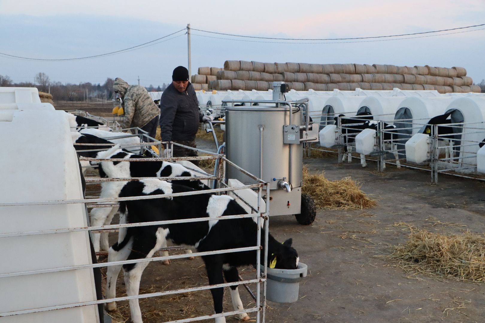 серебряные пруды, коровино, ооо сп нива, молочное такси, животноводство,