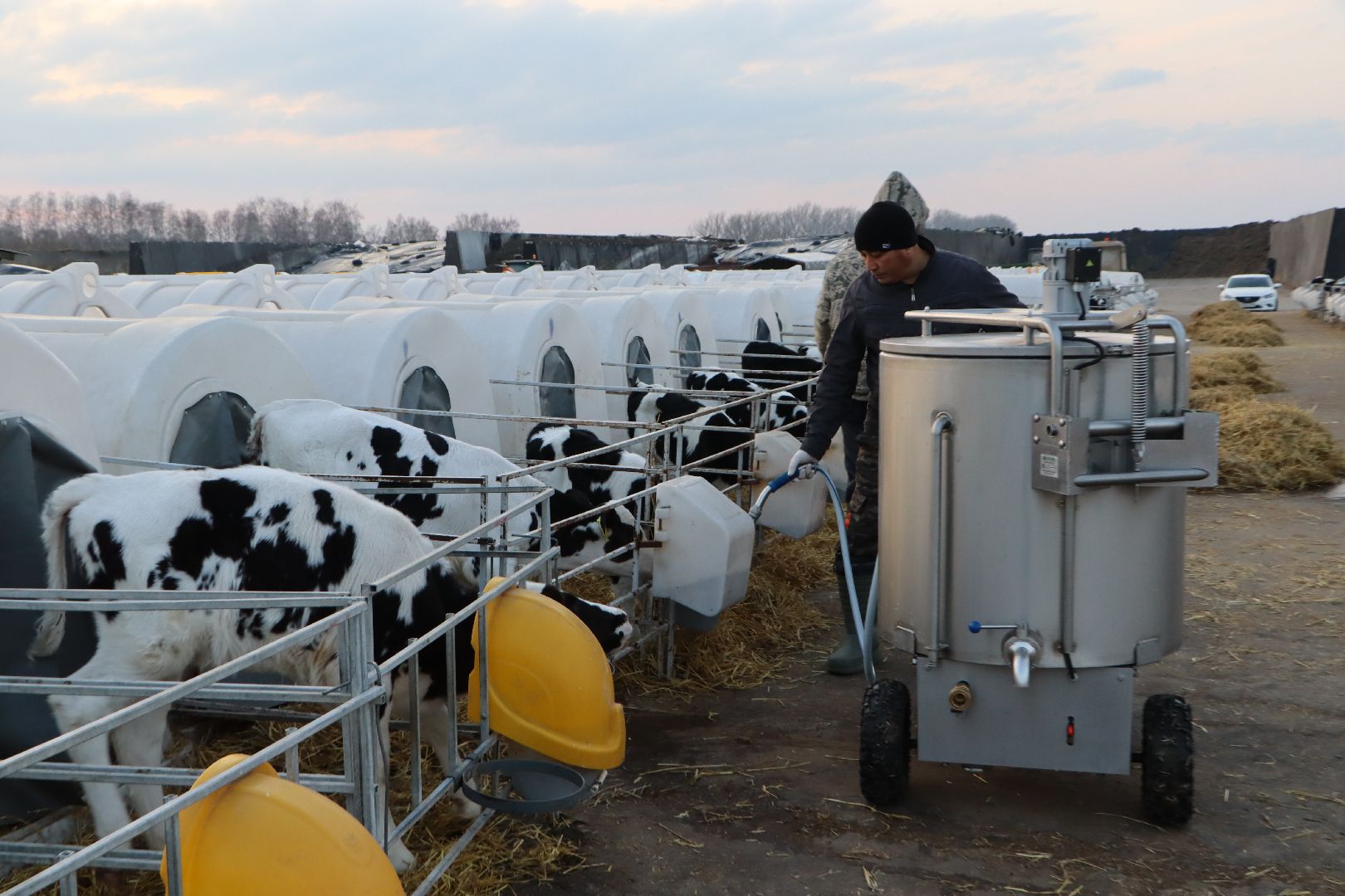 серебряные пруды, коровино, ооо сп нива, молочное такси, животноводство,