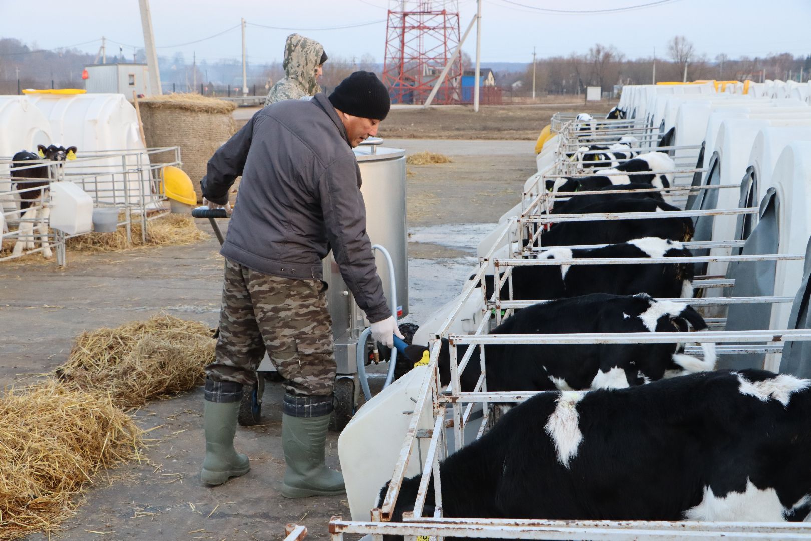 серебряные пруды, коровино, ооо сп нива, молочное такси, животноводство,
