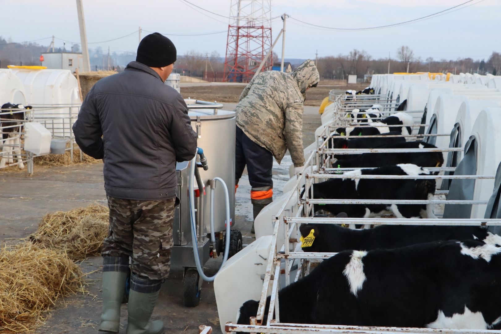 серебряные пруды, коровино, ооо сп нива, молочное такси, животноводство,