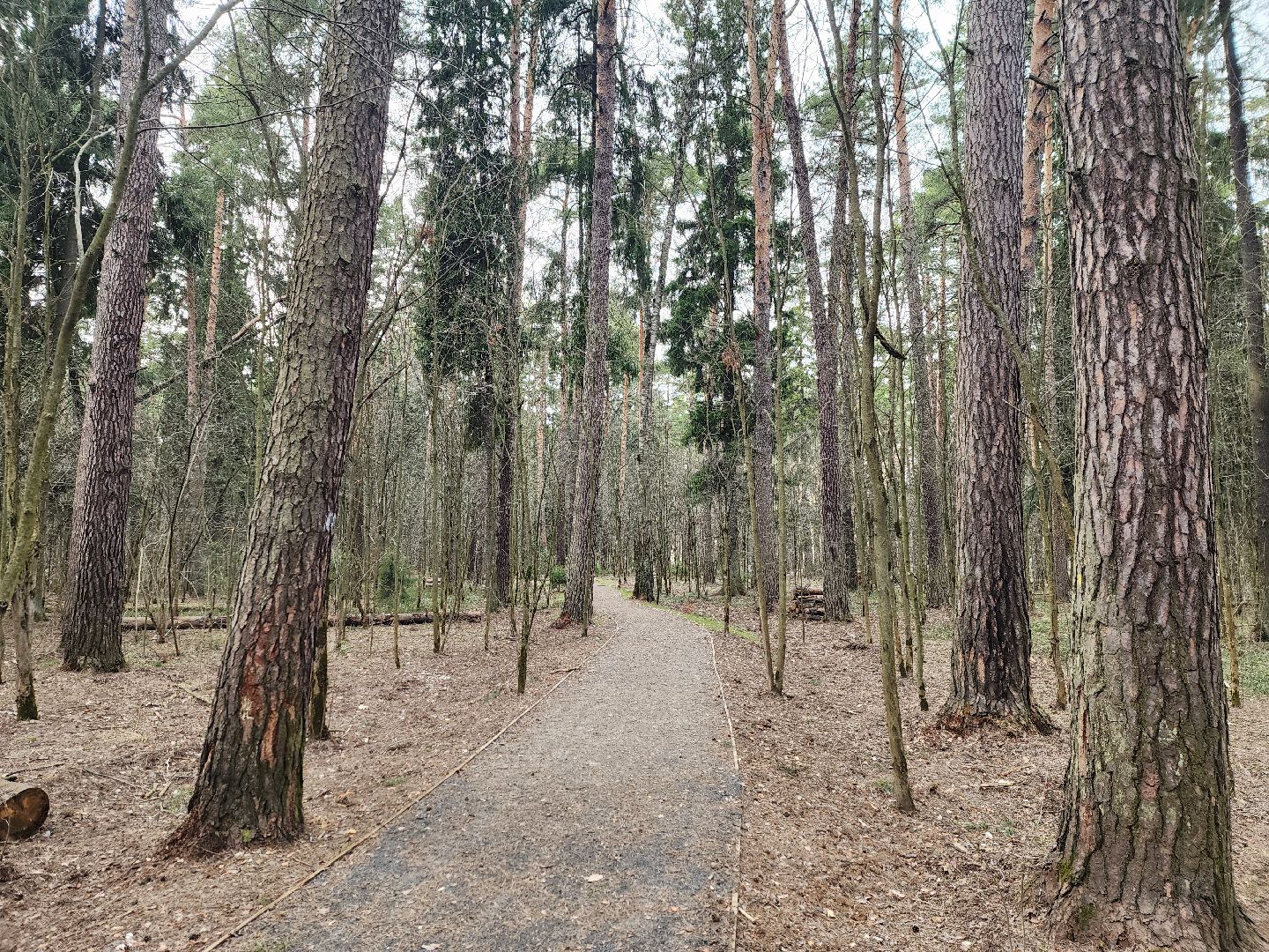 пушкино, благоустройство, губернатор мо, андрей воробьёв, парки го пушкинский,
