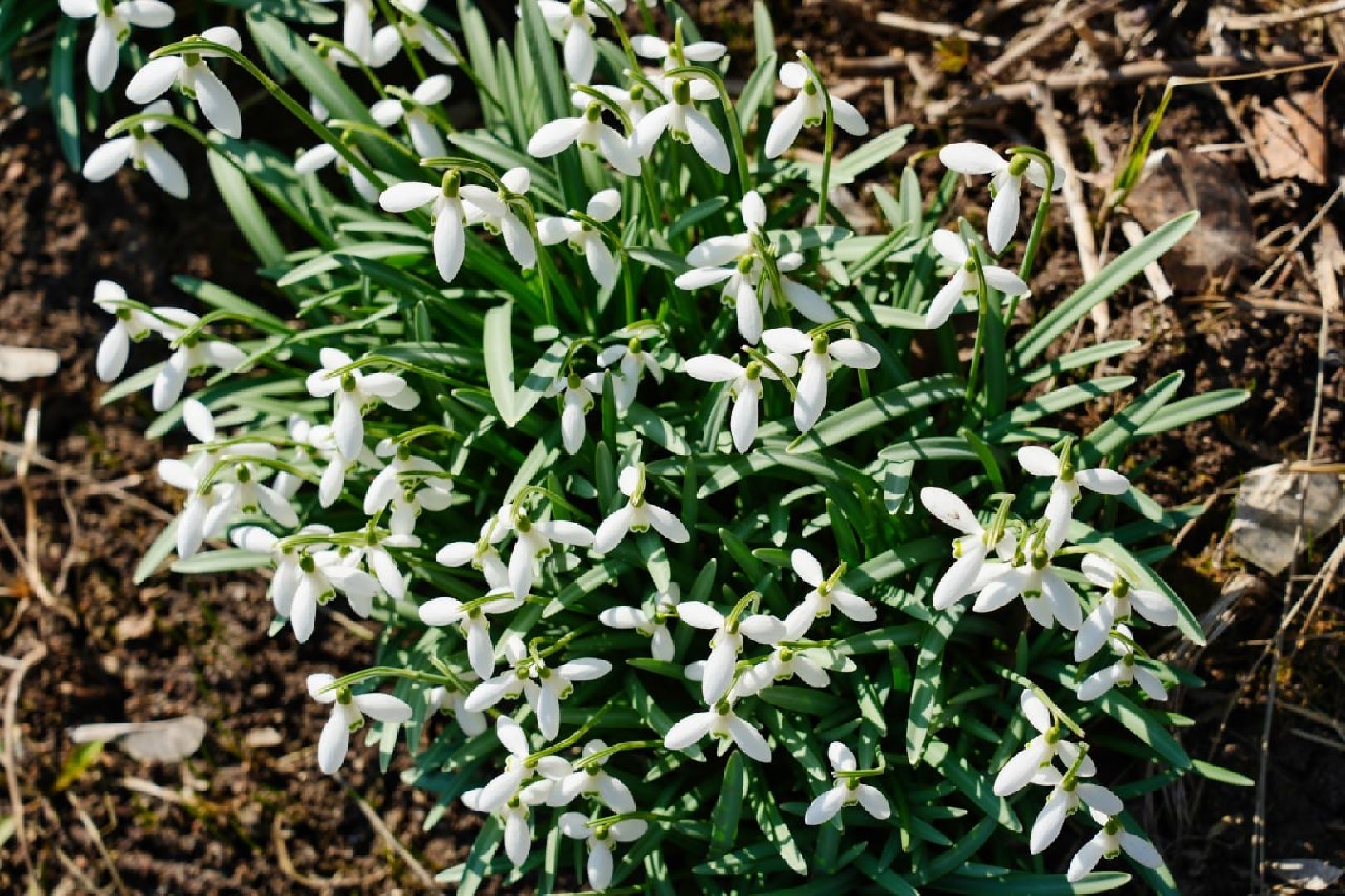 подснежники, природа, сергиев посад, сергиево-посадский городской округ, красота, цветы, весна,