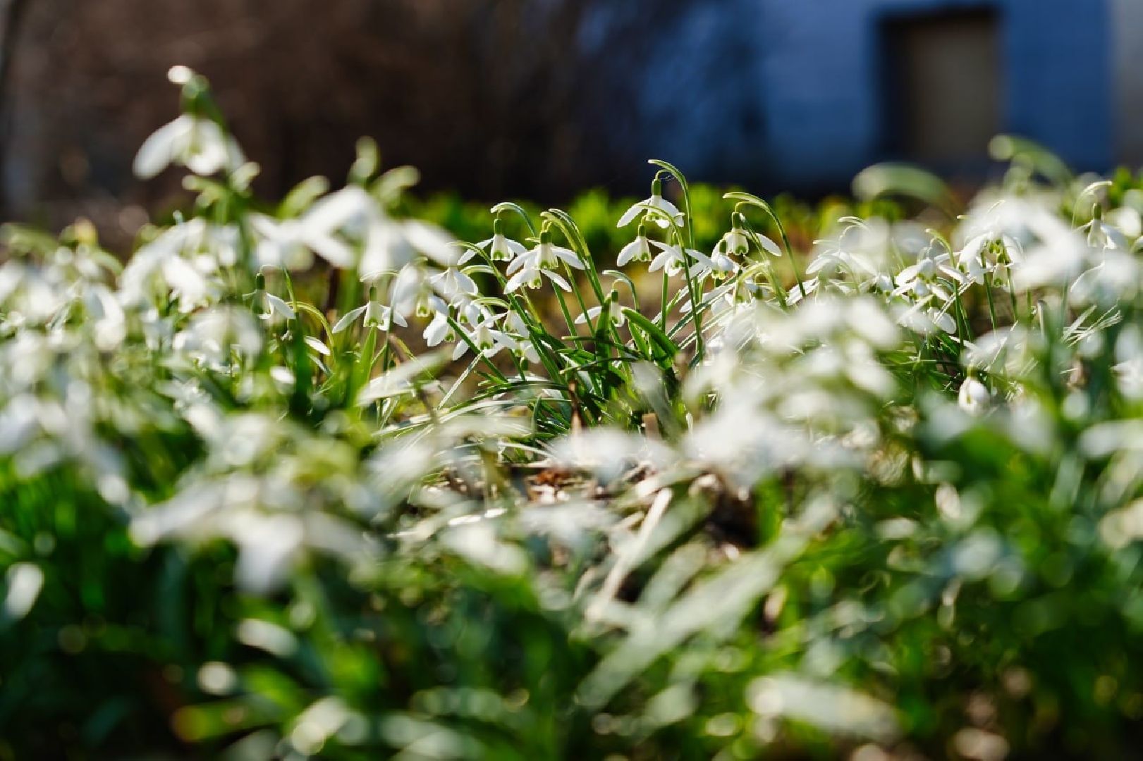 подснежники, природа, сергиев посад, сергиево-посадский городской округ, красота, цветы, весна,