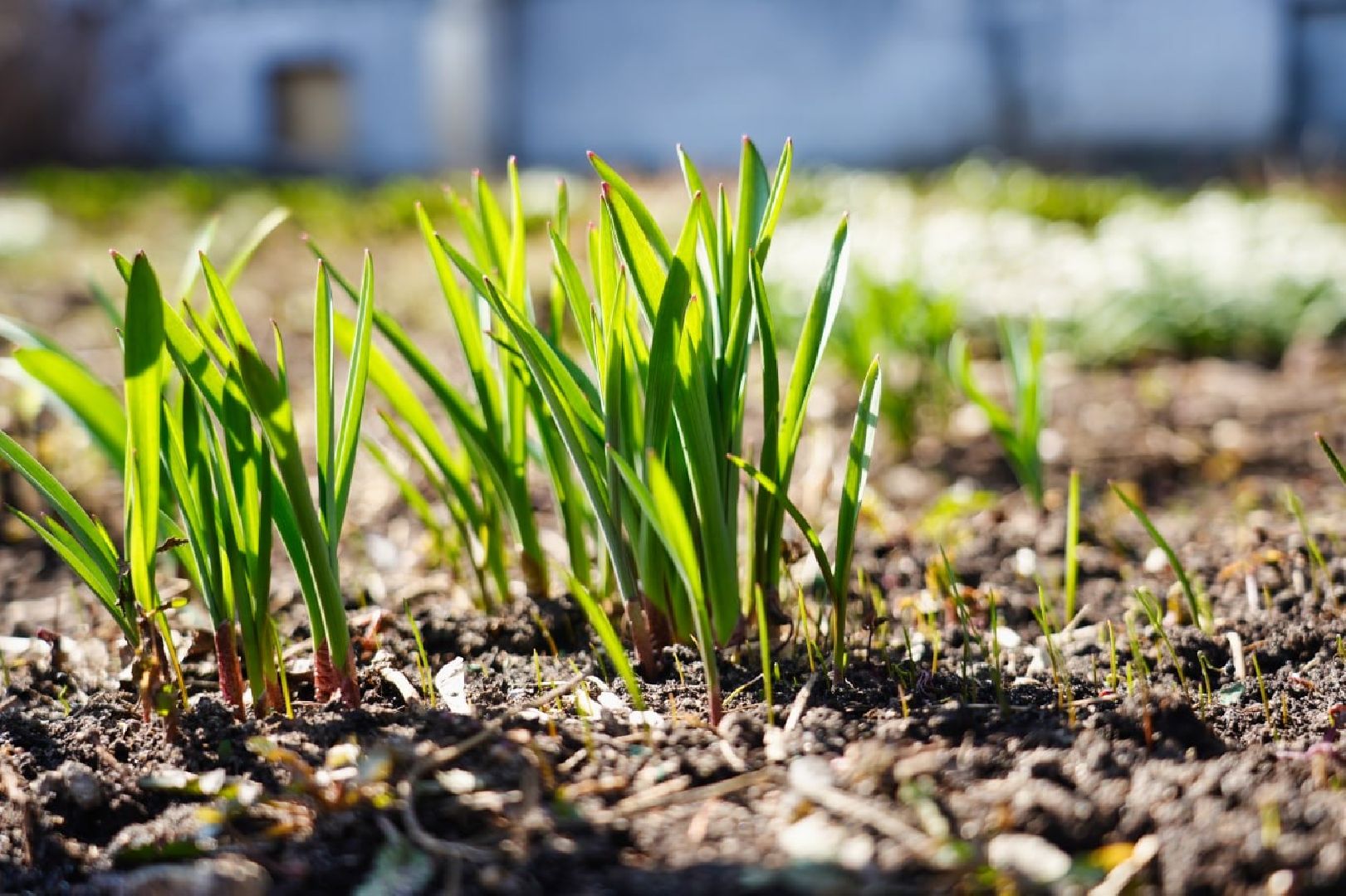 подснежники, природа, сергиев посад, сергиево-посадский городской округ, красота, цветы, весна,
