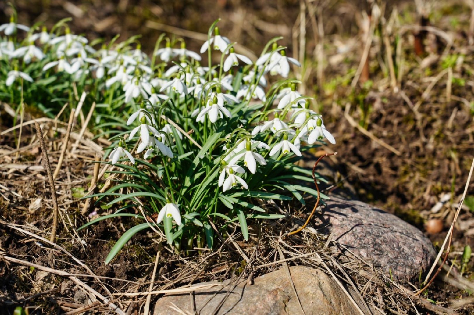 подснежники, природа, сергиев посад, сергиево-посадский городской округ, красота, цветы, весна,