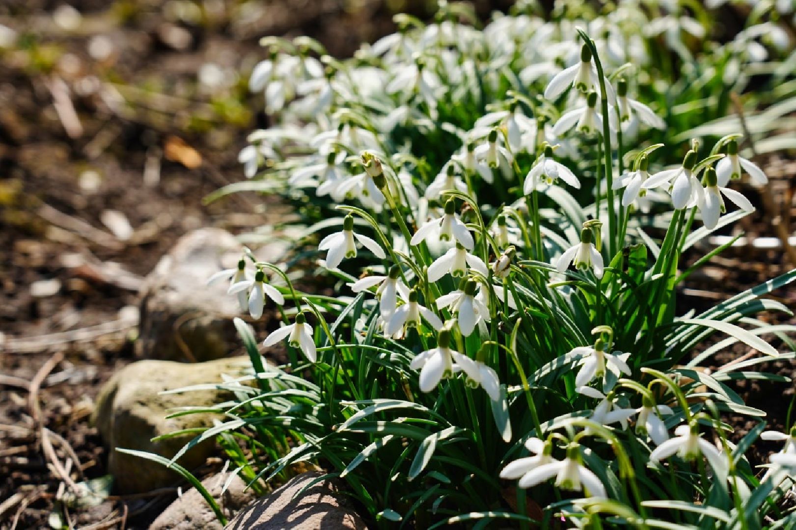 подснежники, природа, сергиев посад, сергиево-посадский городской округ, красота, цветы, весна,