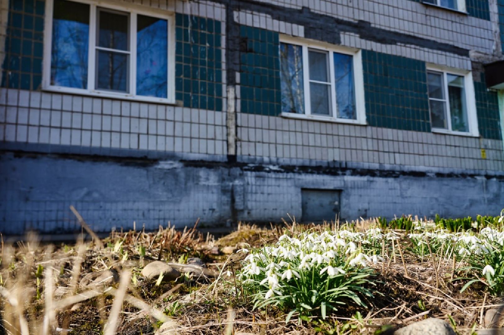 подснежники, природа, сергиев посад, сергиево-посадский городской округ, красота, цветы, весна,