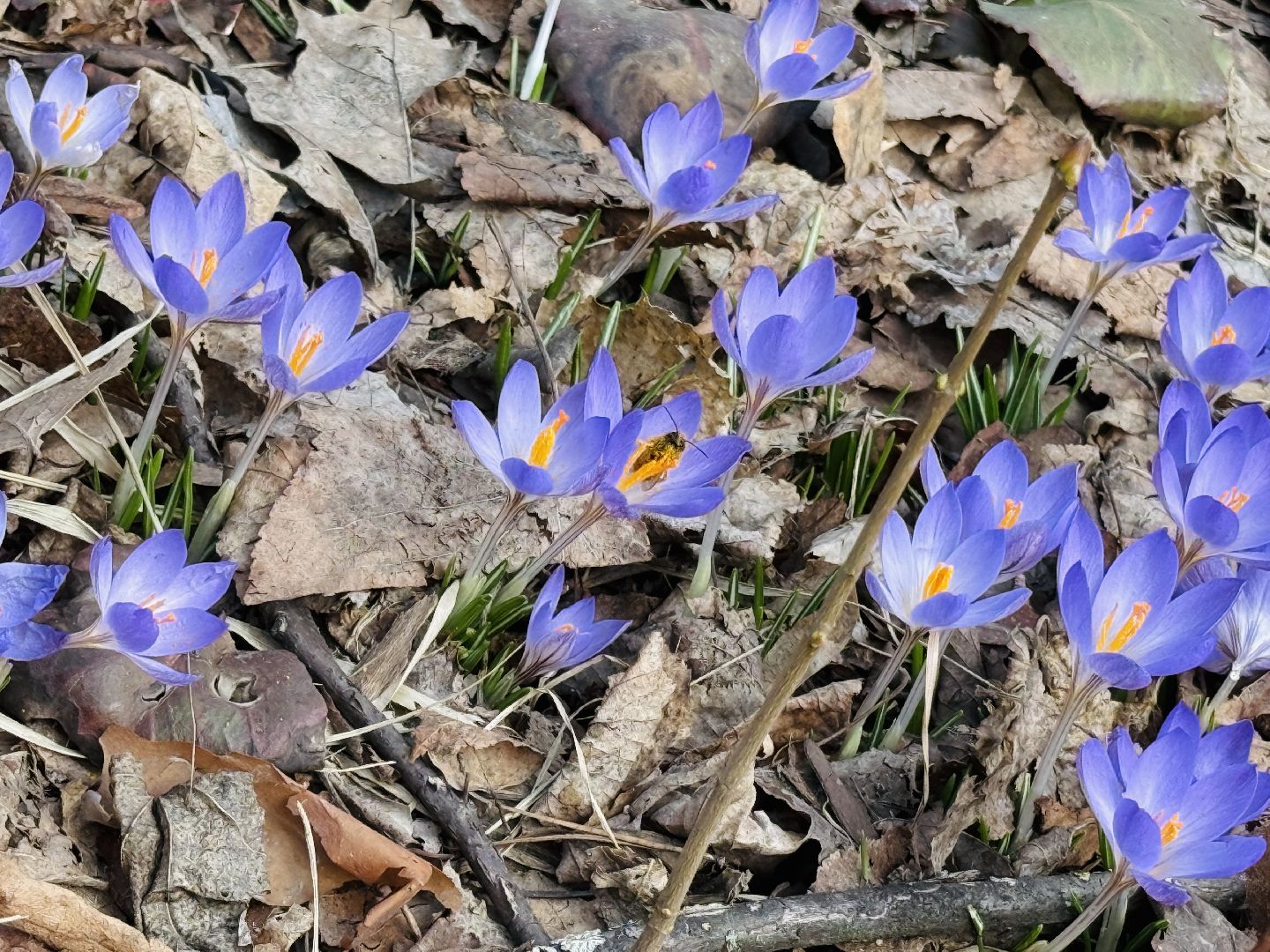 раменское, городской парк, первоцветы,благоустройство,