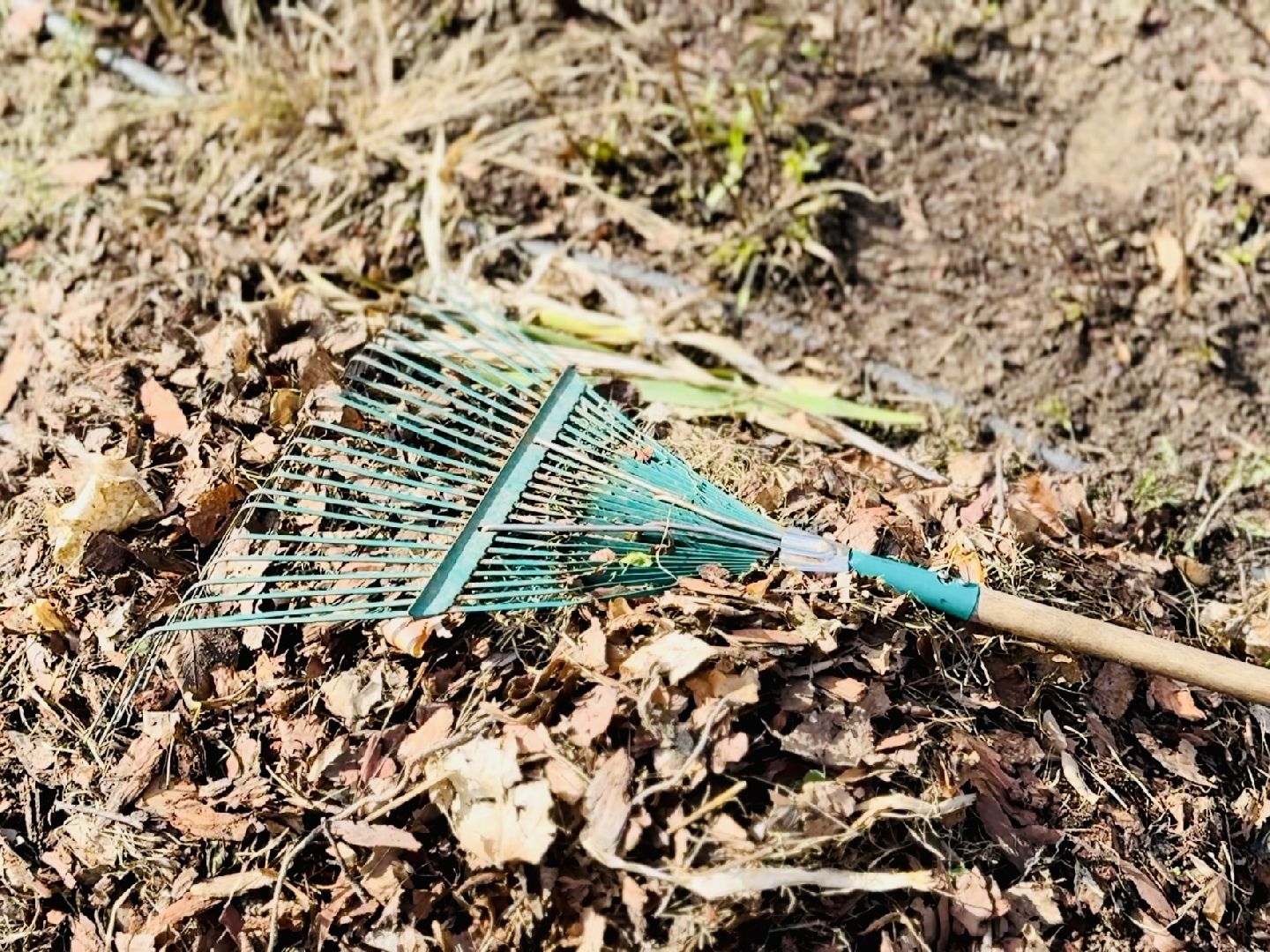 раменское, городской парк, первоцветы,благоустройство,