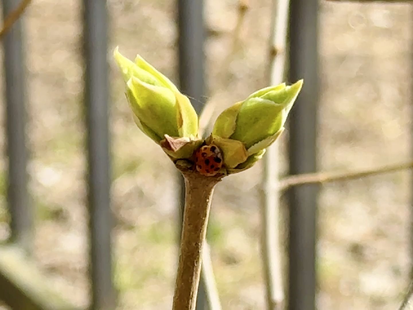 раменское, городской парк, первоцветы,благоустройство,