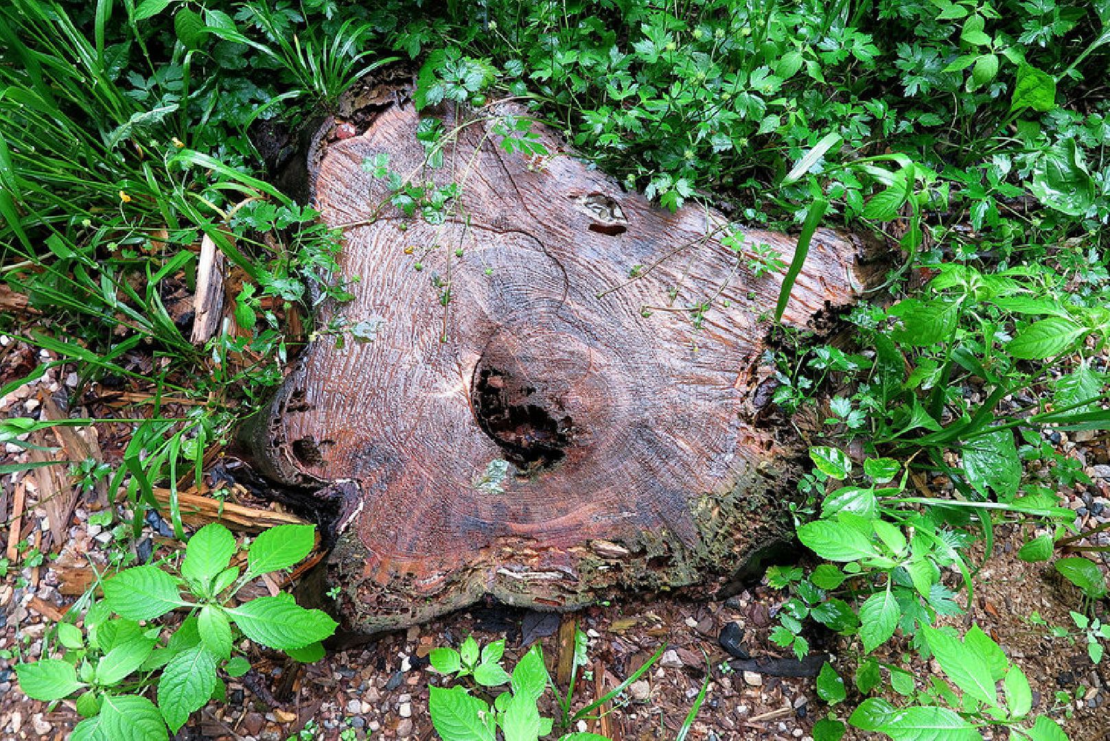 Звенигород, музей, Манеж, уникальная природа Звенигорода, интерактивная лекция