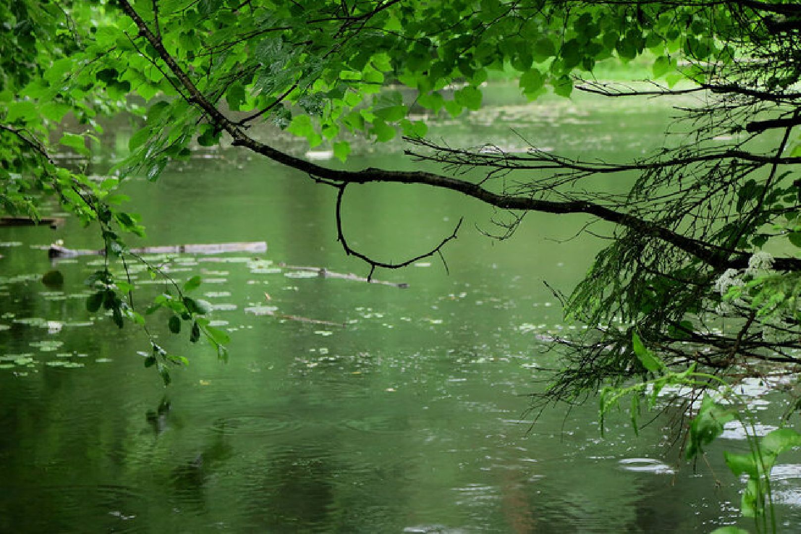 Звенигород, музей, Манеж, уникальная природа Звенигорода, интерактивная лекция