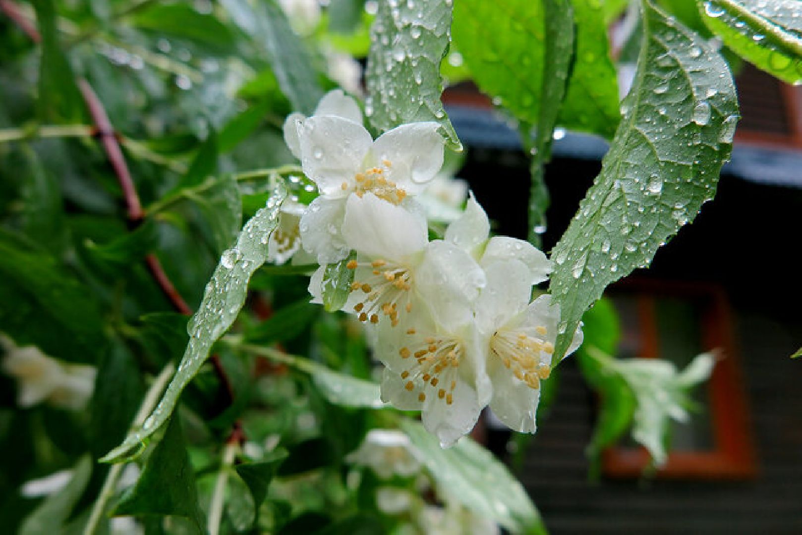 Звенигород, музей, Манеж, уникальная природа Звенигорода, интерактивная лекция