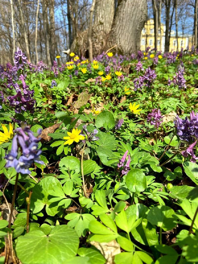 Звенигород, музей, Манеж, уникальная природа Звенигорода, интерактивная лекция