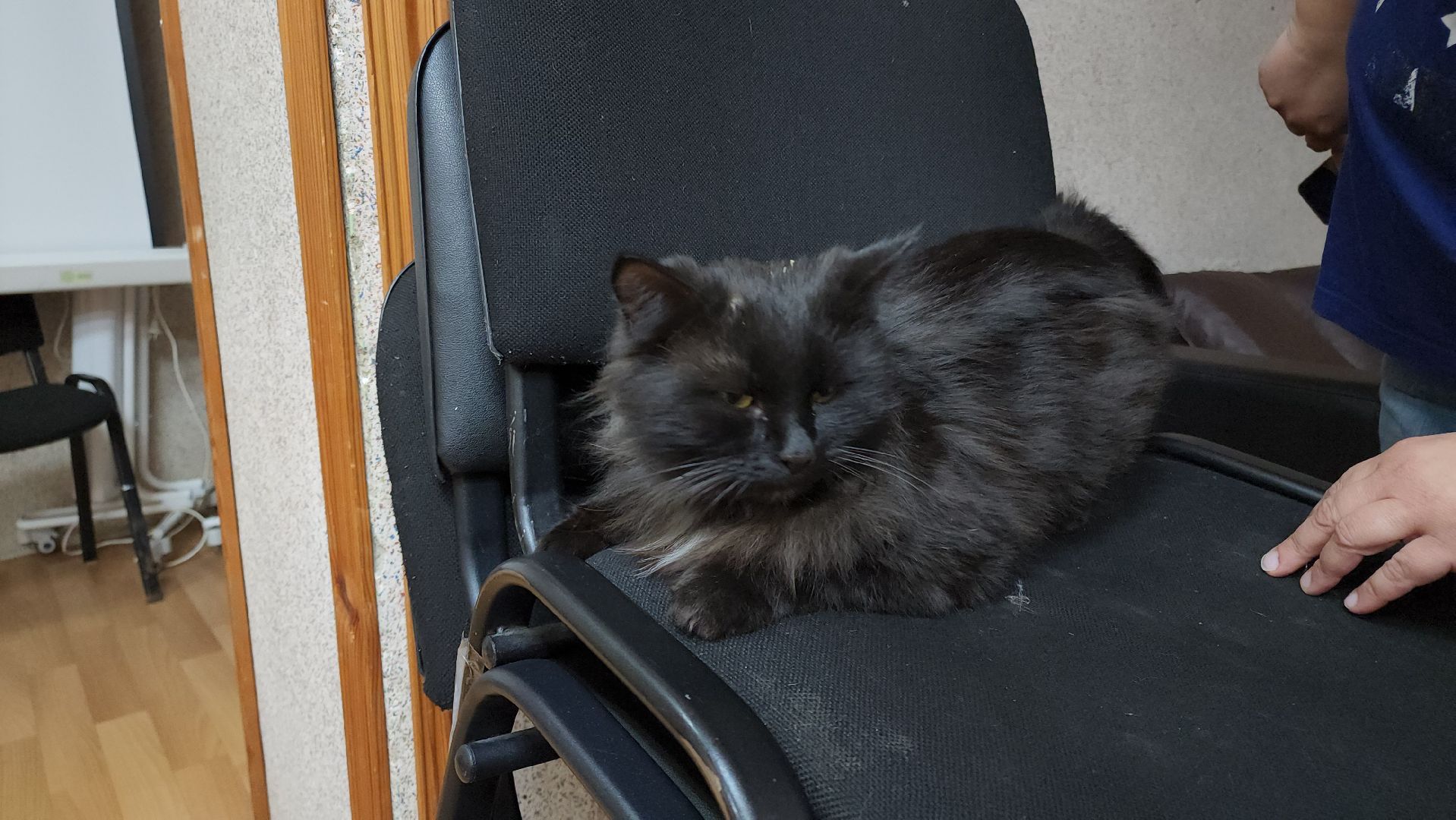 кашира, активное долголетие, инвалиды, пожилые люди, кот, кототерапия, животные,