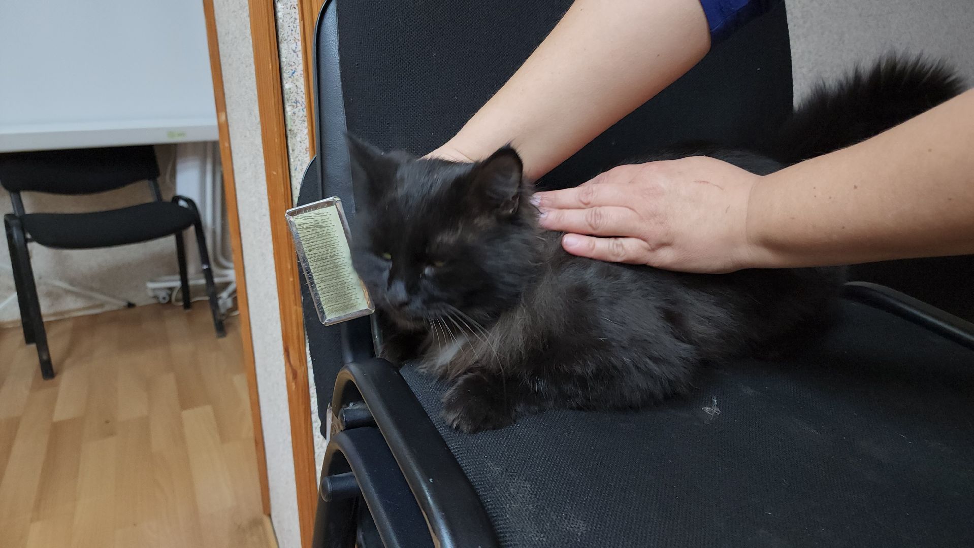 кашира, активное долголетие, инвалиды, пожилые люди, кот, кототерапия, животные,