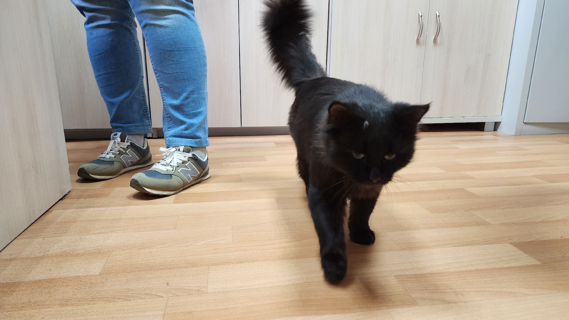 кашира, активное долголетие, инвалиды, пожилые люди, кот, кототерапия, животные,