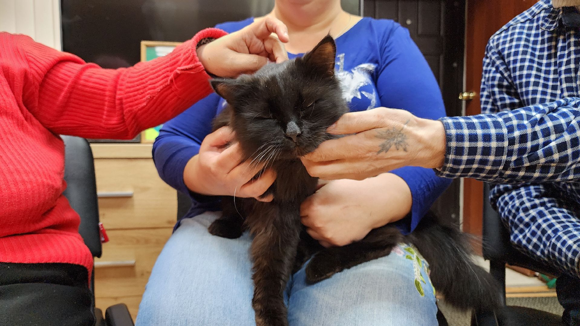 кашира, активное долголетие, инвалиды, пожилые люди, кот, кототерапия, животные,