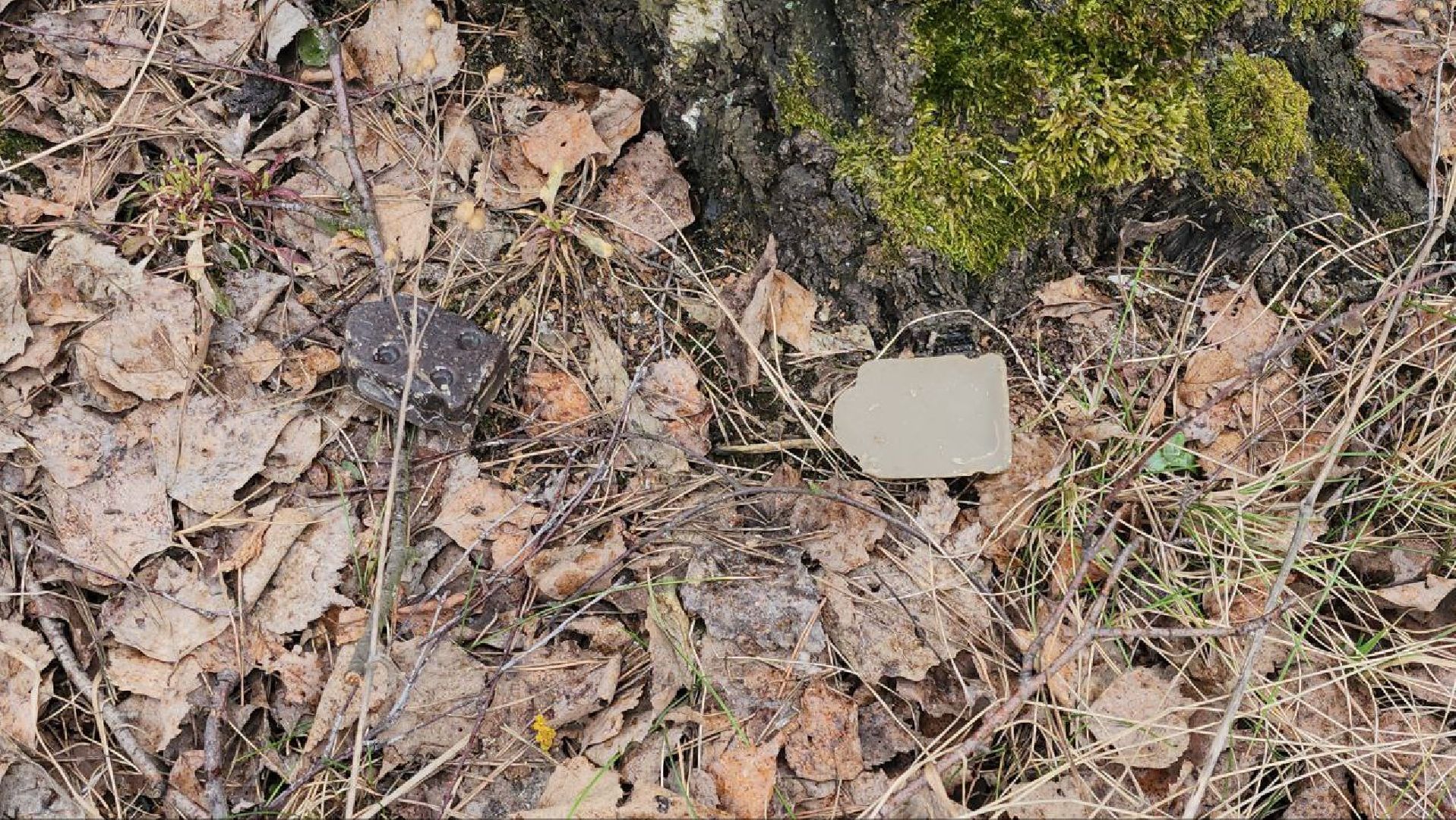 луховицы, вакцинация от бешенства, вакцинация диких животных,