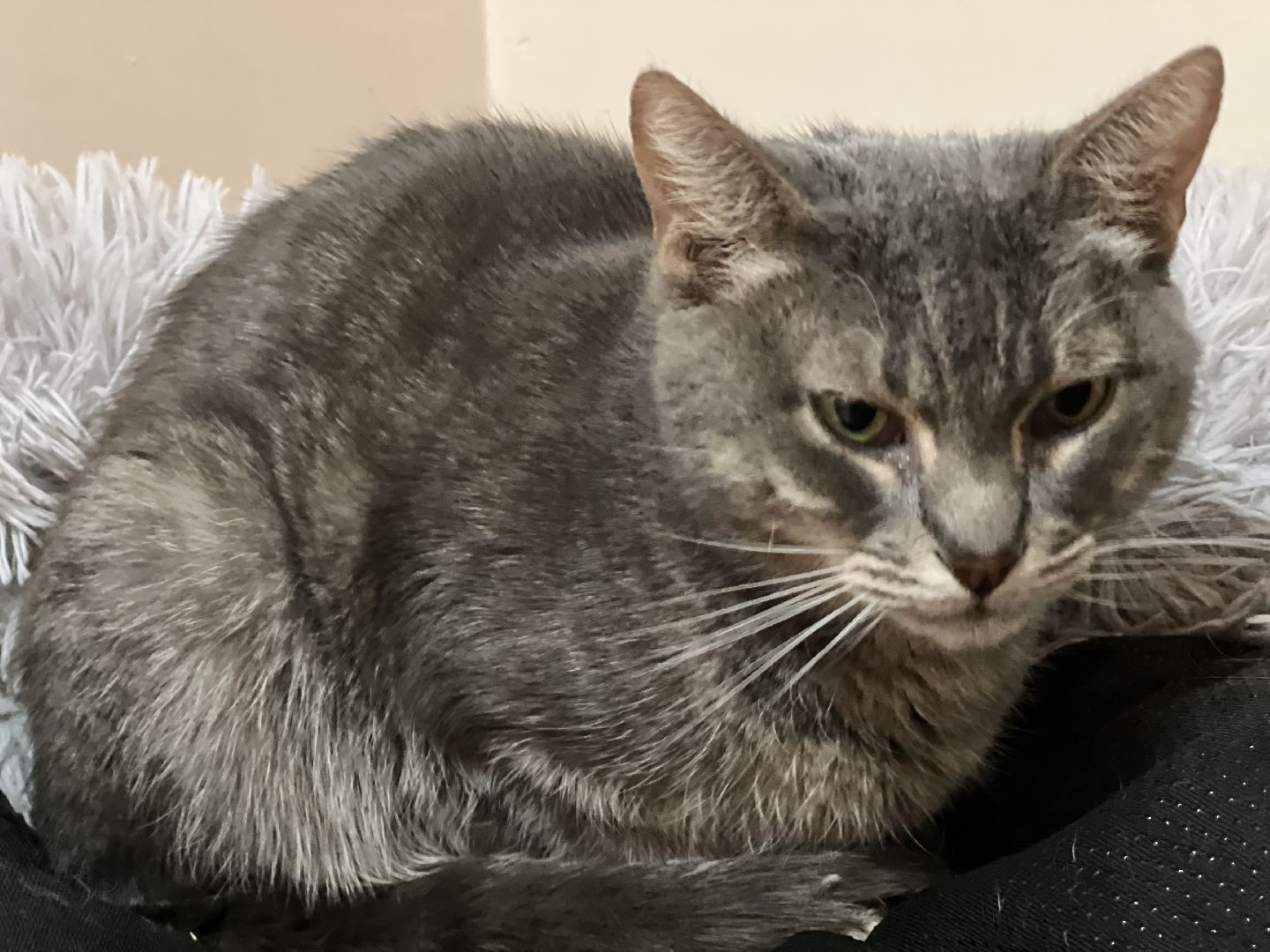 Химки, Котокафе, Животные,