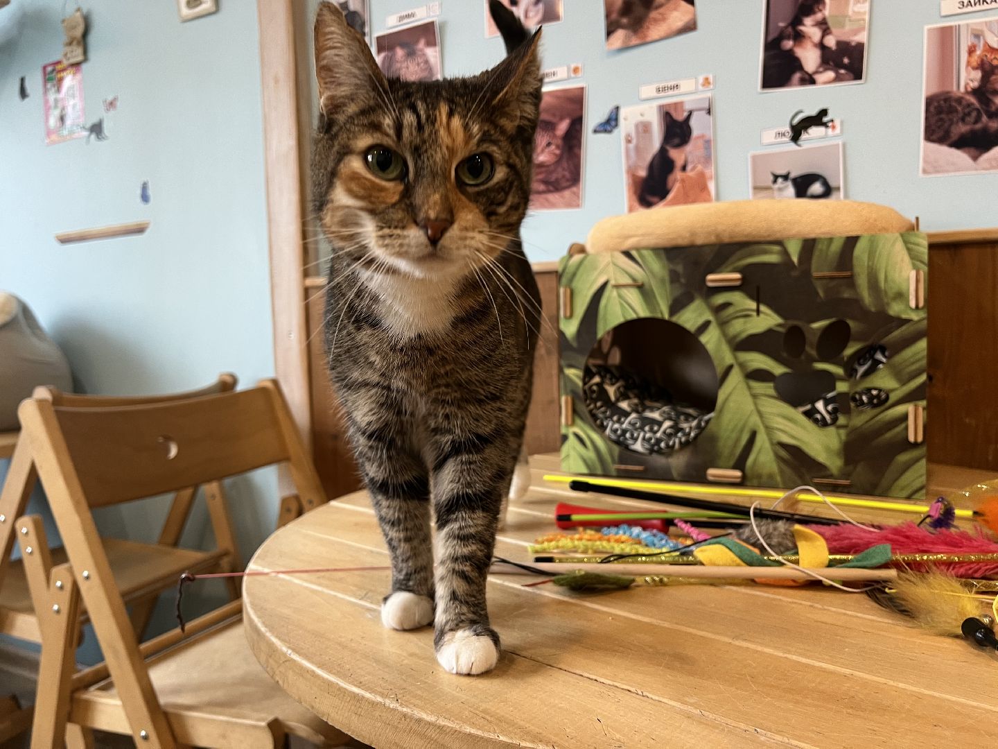 Химки, Котокафе, Животные,