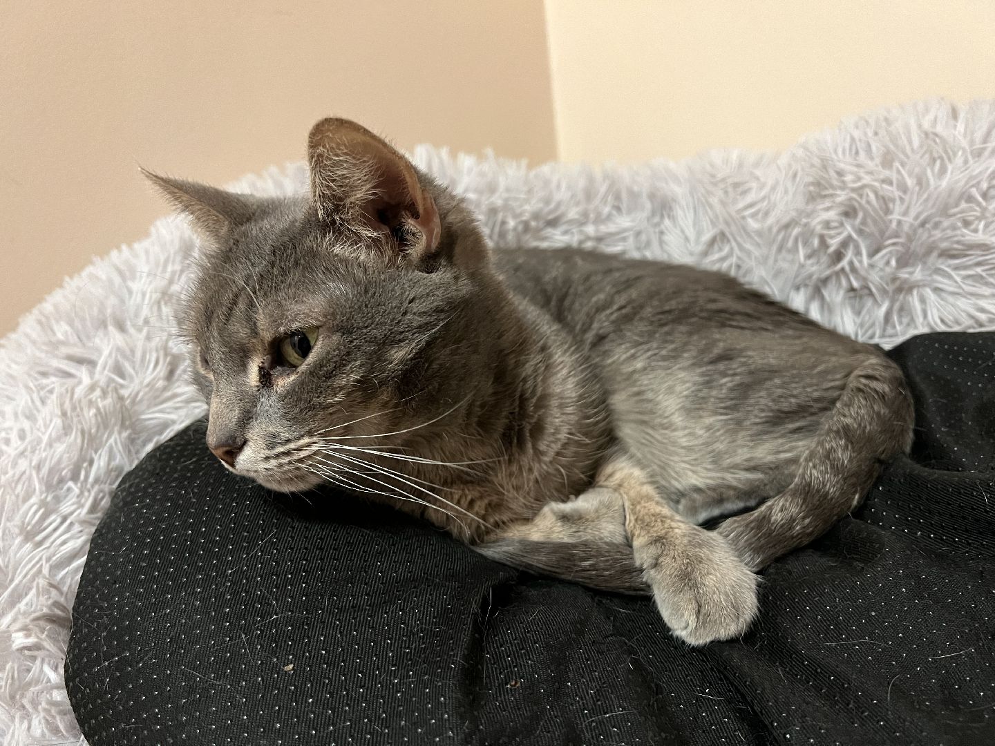 Химки, Котокафе, Животные,