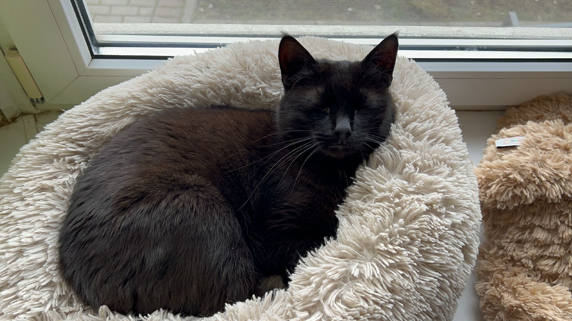 Химки, Котокафе, Животные,