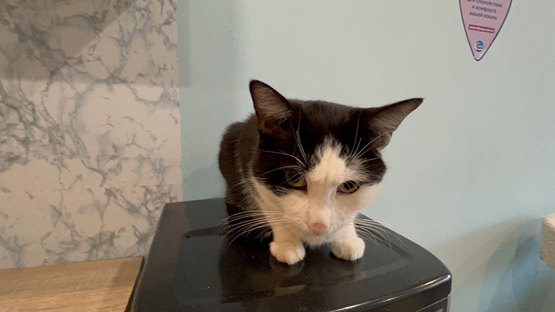 Химки, Котокафе, Животные,