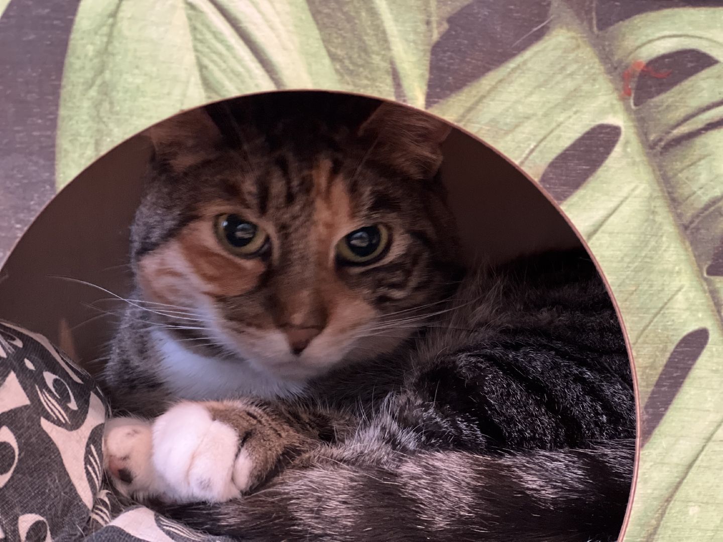 Химки, Котокафе, Животные,