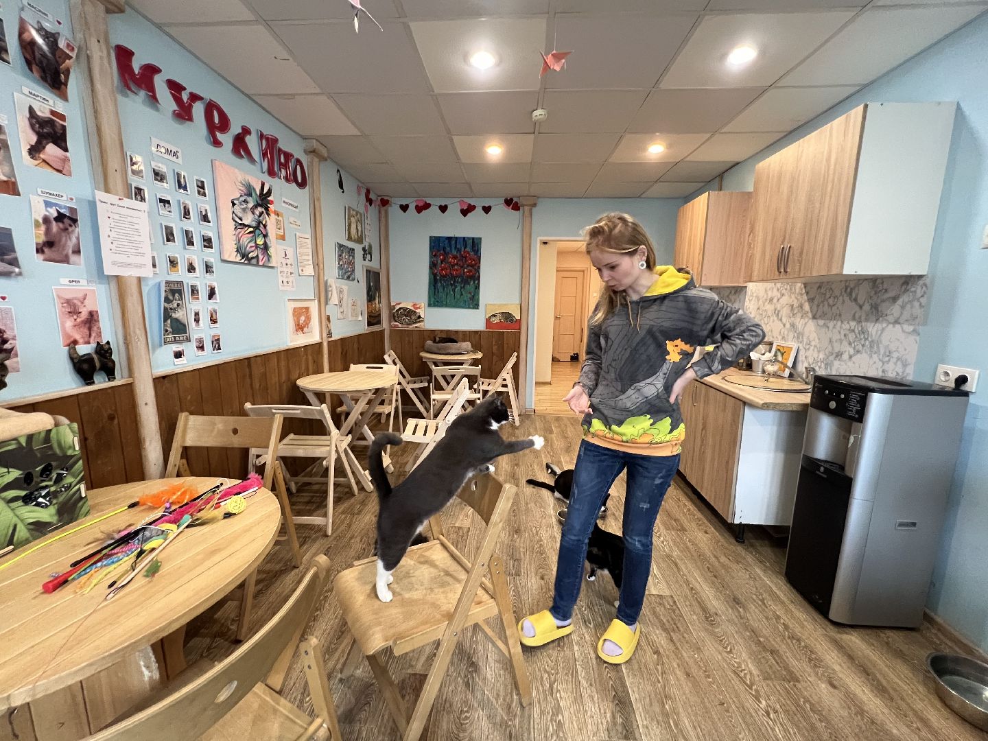 Химки, Котокафе, Животные,