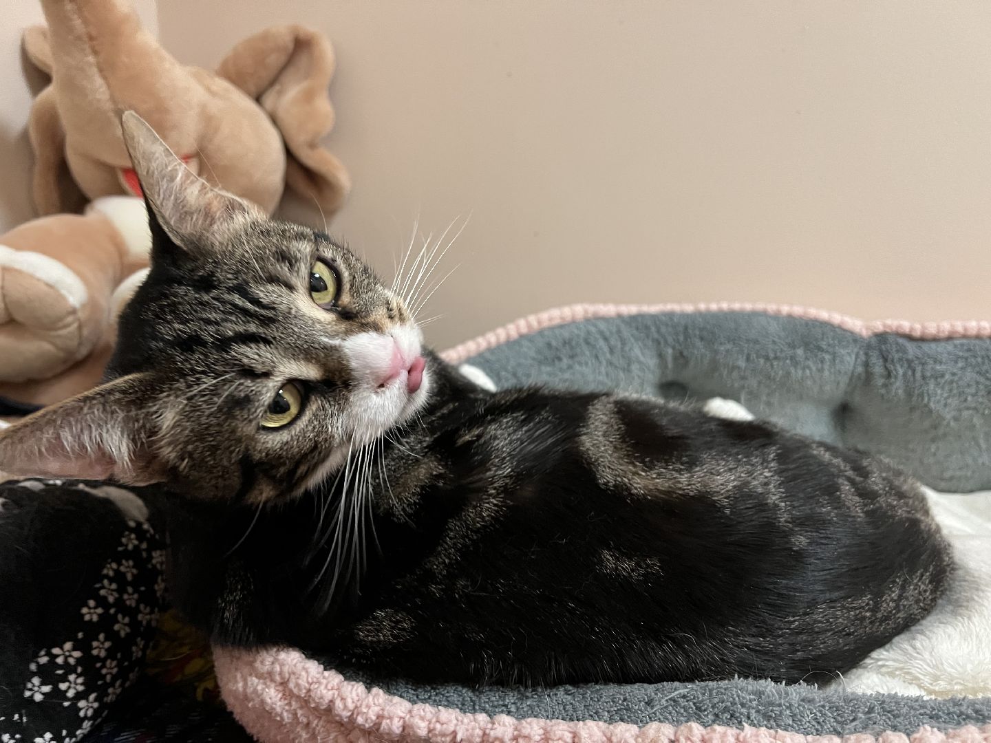 Химки, Котокафе, Животные,