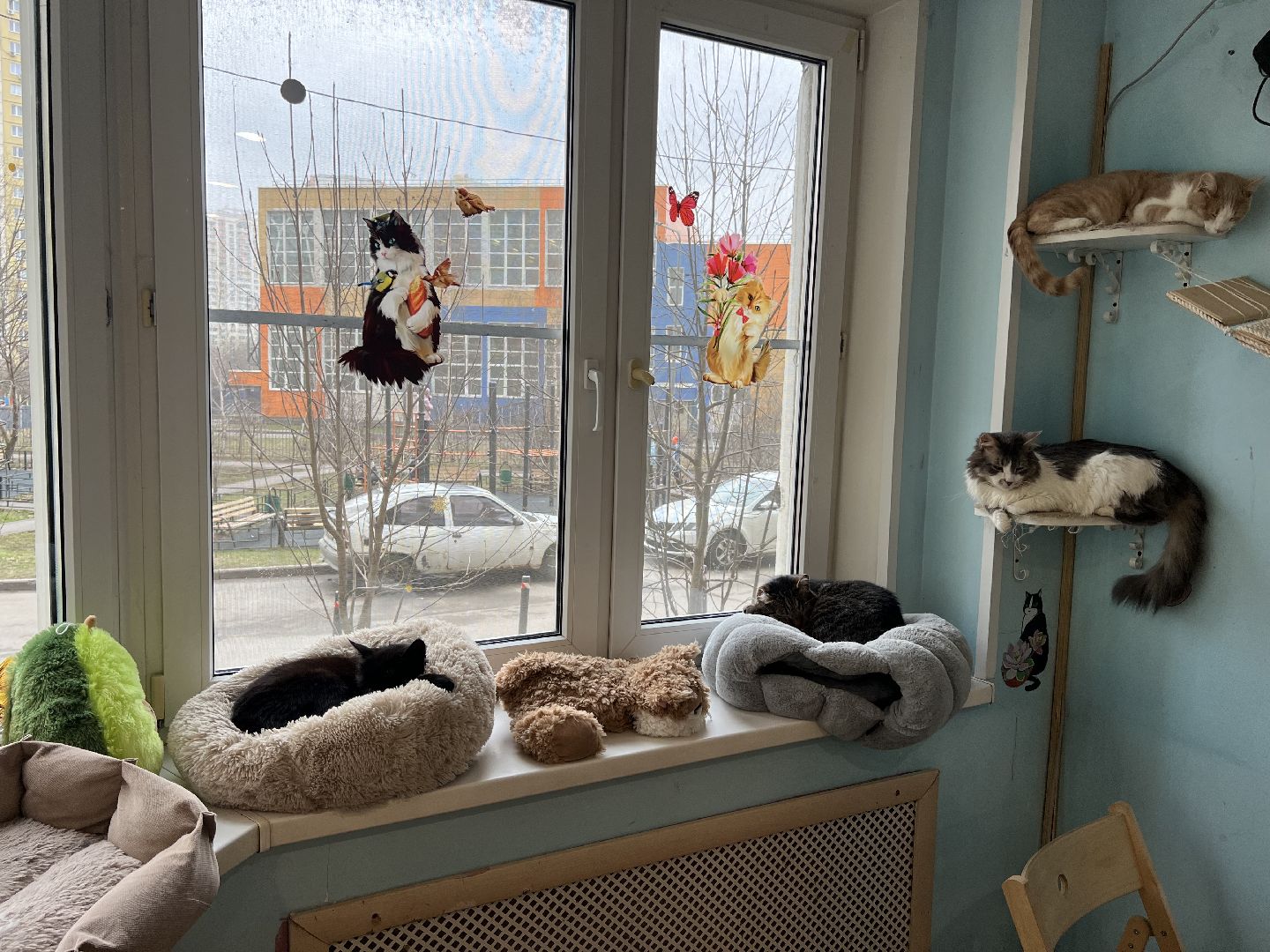 Химки, Котокафе, Животные,