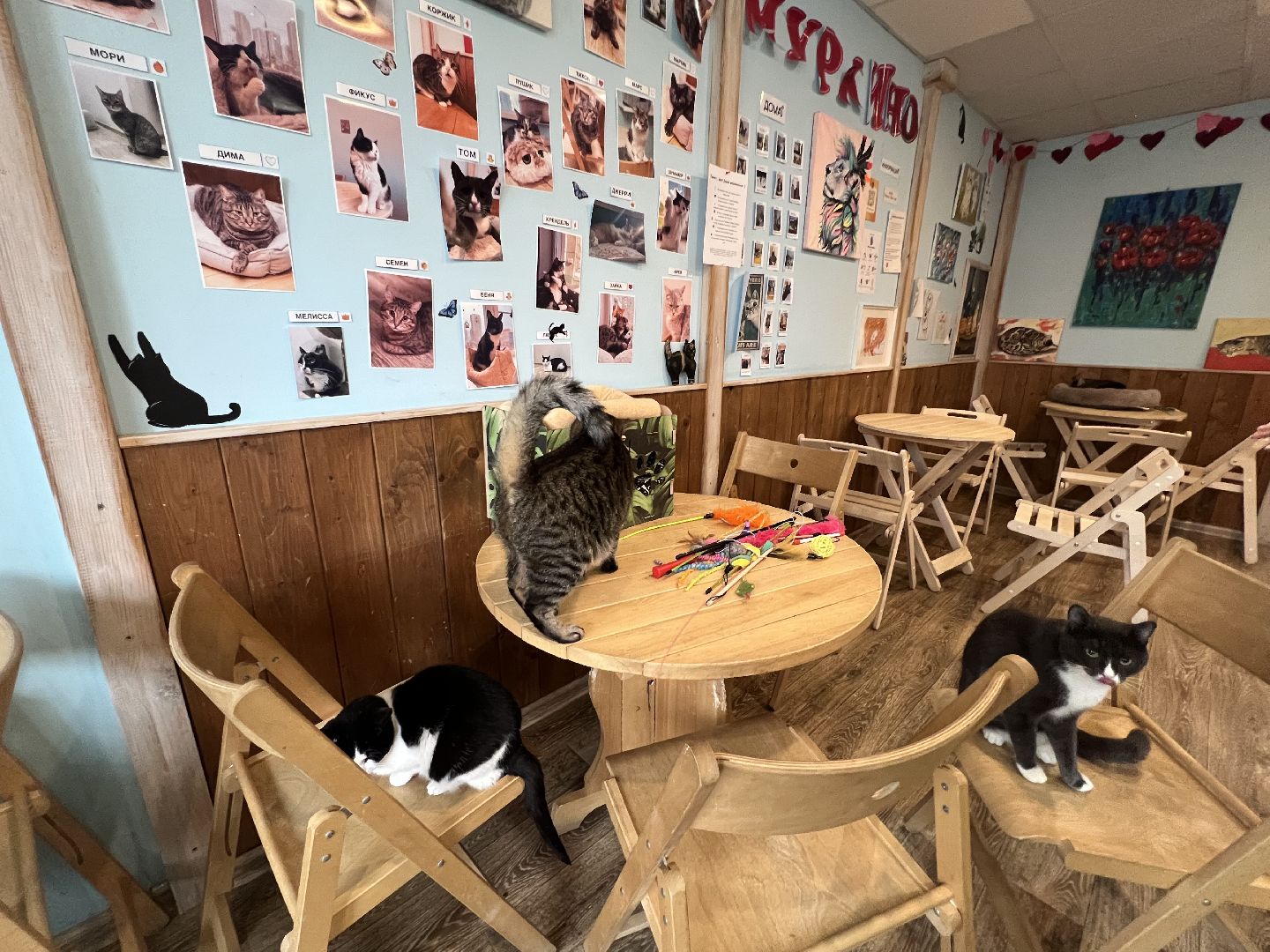Химки, Котокафе, Животные,