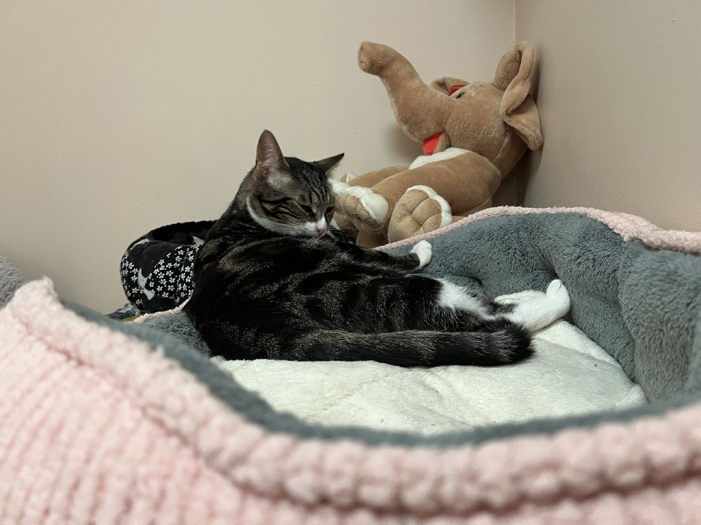 Химки, Котокафе, Животные,