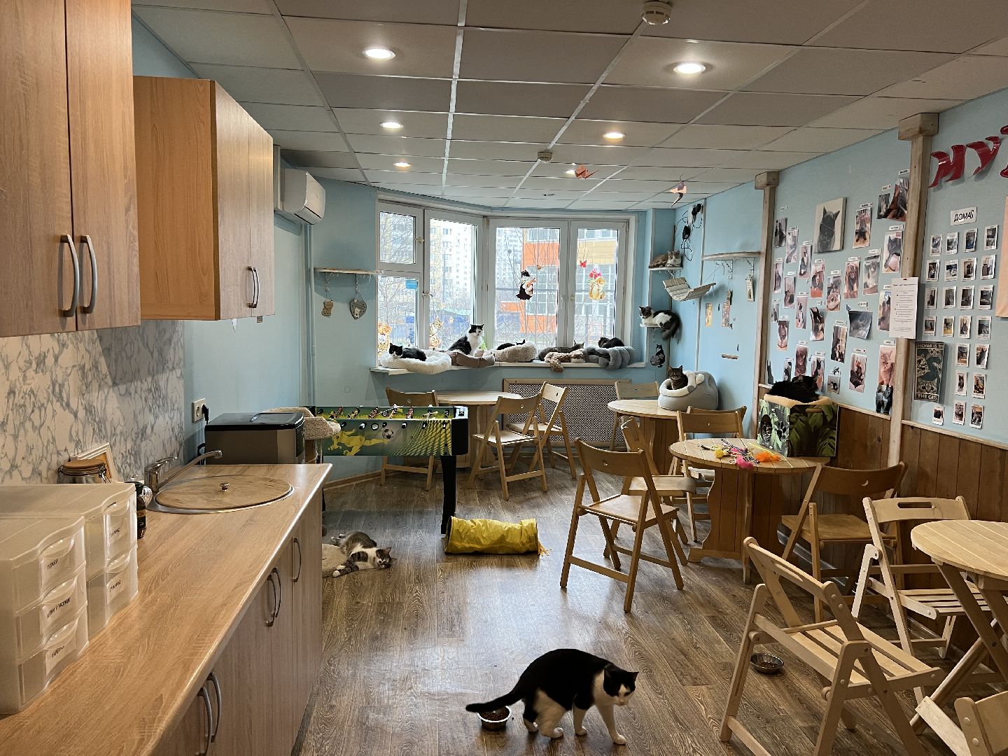 Химки, Котокафе, Животные,